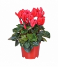 Cyclamen