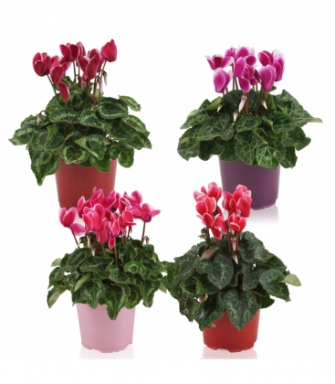 Cyclamen