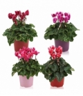 Cyclamen