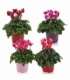 Cyclamen