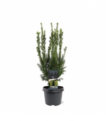 Taxus