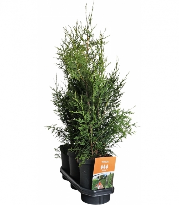 Thuja