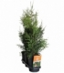 Thuja