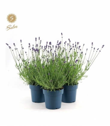 Lavandula