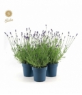 Lavandula