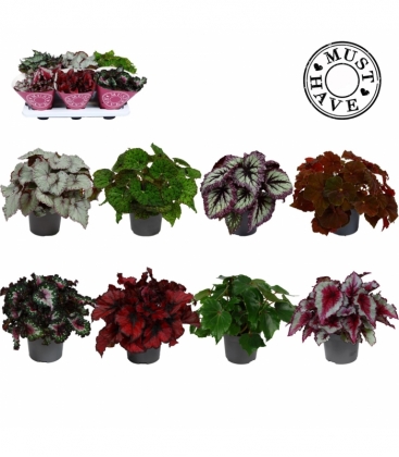 Begonia