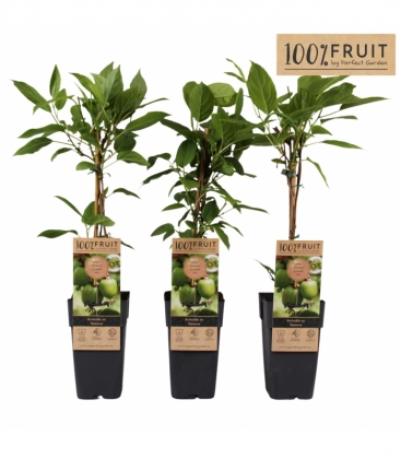 Actinidia
