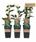 Actinidia