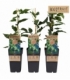 Actinidia