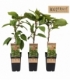 Actinidia