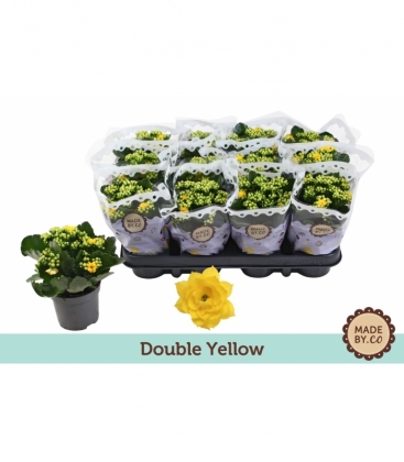 Kalanchoe