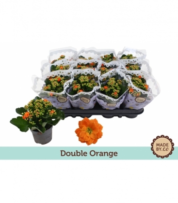 Kalanchoe
