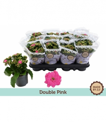 Kalanchoe