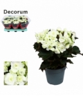Begonia