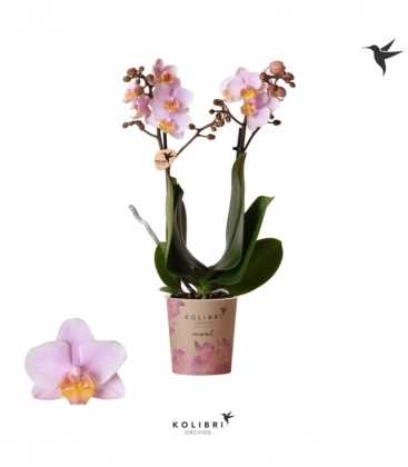 Phalaenopsis
