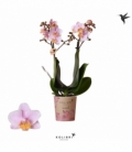 Phalaenopsis