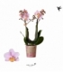 Phalaenopsis