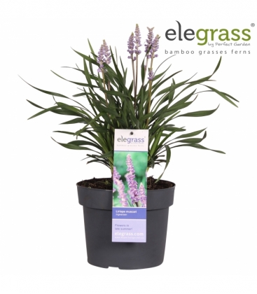 Liriope