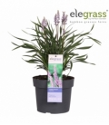 Liriope