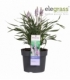 Liriope