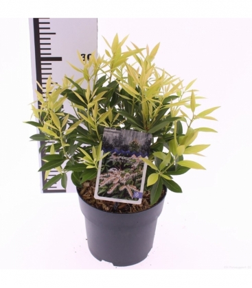 Pieris
