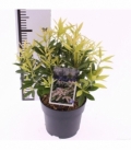 Pieris
