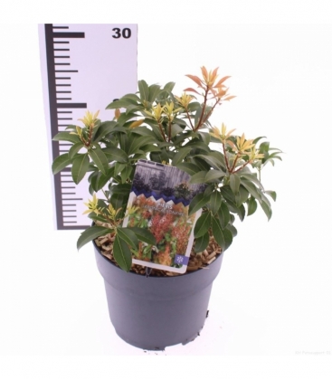 Pieris
