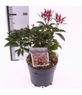 Pieris
