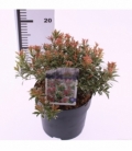 Pieris