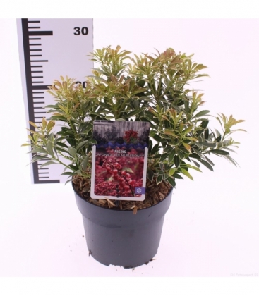 Pieris