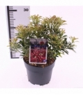 Pieris