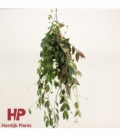 Aeschynanthus