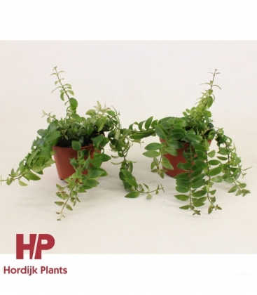 Aeschynanthus