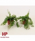 Aeschynanthus
