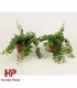 Aeschynanthus