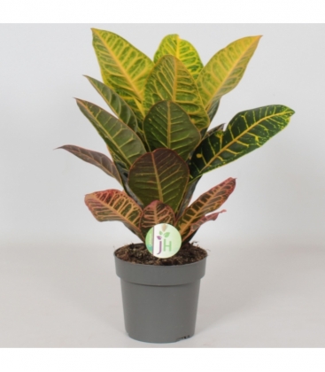 Codiaeum