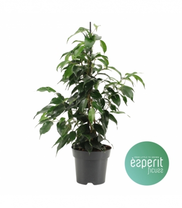 Ficus