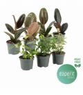 Ficus