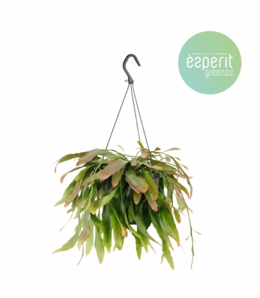 Pseudorhipsalis