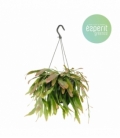 Pseudorhipsalis