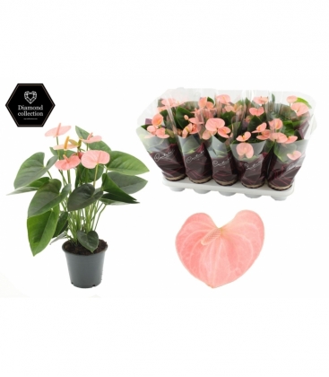 Anthurium