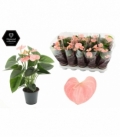 Anthurium