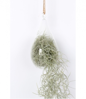 Tillandsia