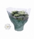 Kalanchoe