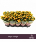Chrysanthemum