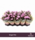 Chrysanthemum