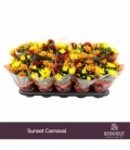 Chrysanthemum