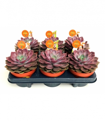 Echeveria