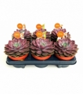 Echeveria