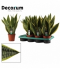Sansevieria